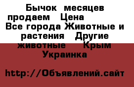 Бычок 6месяцев продаем › Цена ­ 20 000 - Все города Животные и растения » Другие животные   . Крым,Украинка